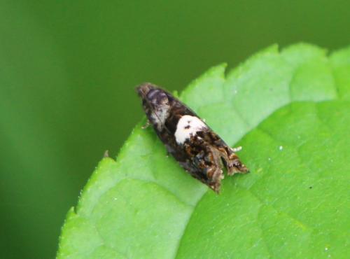 Réf. 270 280 : Pammene sp.